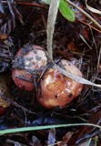 Russula silvicola image