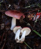 Russula silvicola image