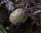 Amanita muscaria var. formosa image