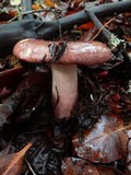Russula sanguinaria image