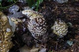 Amanita muscaria var. formosa image
