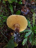 Suillus lakei image