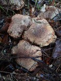 Suillus lakei image
