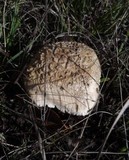 Amanita pruittii image