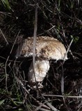 Amanita pruittii image