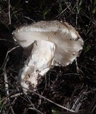 Amanita pruittii image