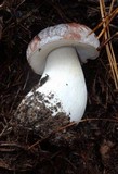 Boletus regineus image