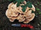 Abortiporus biennis image