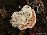 Abortiporus biennis image