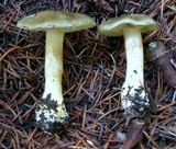 Cortinarius oliveopetasatus image