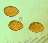Cortinarius oliveopetasatus image