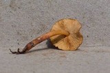 Phaeocollybia caudata image