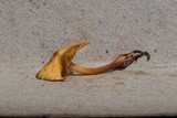 Phaeocollybia caudata image