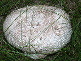 Handkea utriformis var. hungarica image