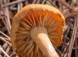Gymnopilus liquiritiae image
