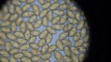 Gymnopilus liquiritiae image