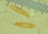 Clavariadelphus ligula image