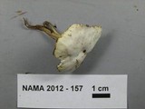 Hygrocybe russocoriacea image