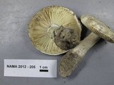 Amanita baccata image