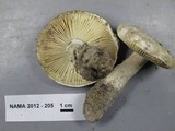 Amanita baccata image