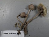 Mycena abramsii image