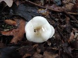 Hygrophorus occidentalis image