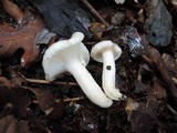 Hygrophorus occidentalis image