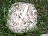 Handkea utriformis var. hungarica image