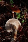 Tricholoma fracticum image