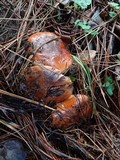 Tricholoma fracticum image