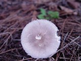 Leucoagaricus carneifolius image