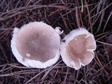 Leucoagaricus carneifolius image