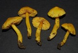 Hygrocybe cavipes image