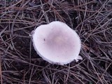 Leucoagaricus carneifolius image