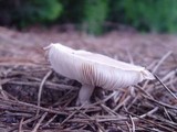 Leucoagaricus carneifolius image