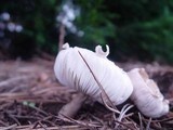 Leucoagaricus carneifolius image