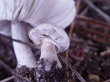 Leucoagaricus carneifolius image