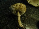 Leucoagaricus carneifolius image