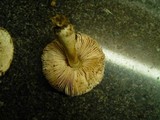 Leucoagaricus carneifolius image