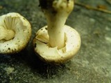 Leucoagaricus carneifolius image