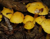 Hygrocybe cavipes image