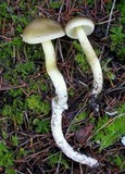 Tricholoma saponaceum image