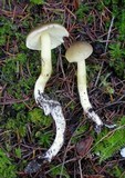 Tricholoma saponaceum image