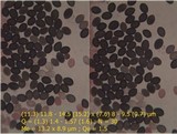 Psilocybe coprophila image
