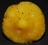 Hygrocybe cavipes image