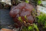 Exidia recisa image