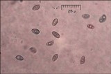 Exidia recisa image