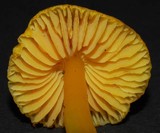 Hygrocybe cavipes image