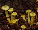 Gliophorus chromolimoneus image
