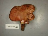 Fistulina hepatica image